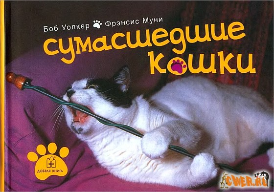 Сумасшедшие кошки