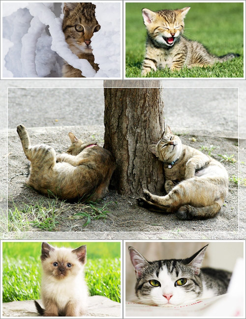 Wallpapers - Funny Cats Pack