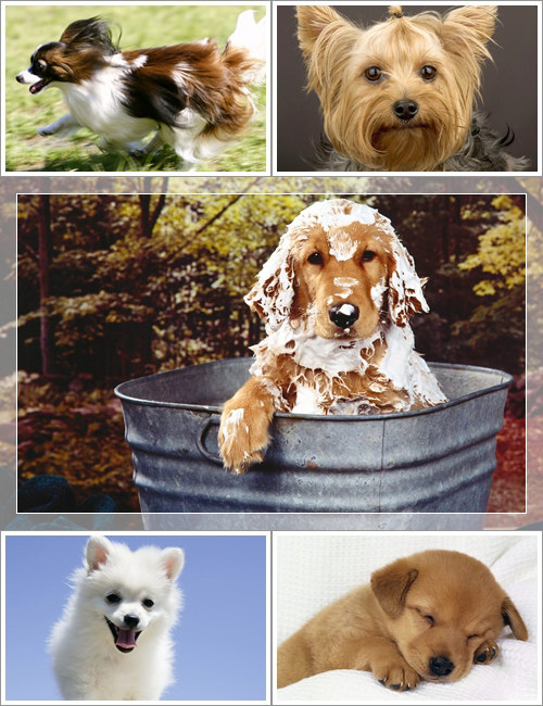 Wallpapers - Funny Dogs Pack