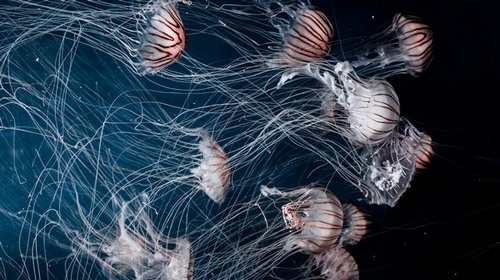 Computer Desktop Wallpapers Collection. www.cwer.ru