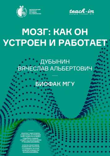 Мозг: как он устроен и работает