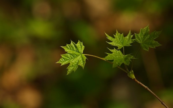 New Mixed HD Wallpapers Pack 174