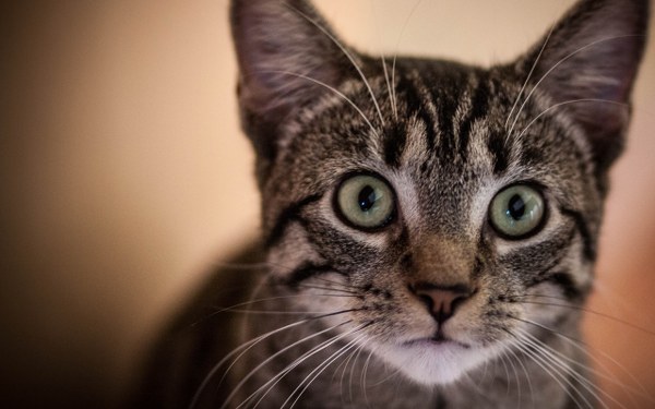 Best Mixed Wallpapers Pack #359-360