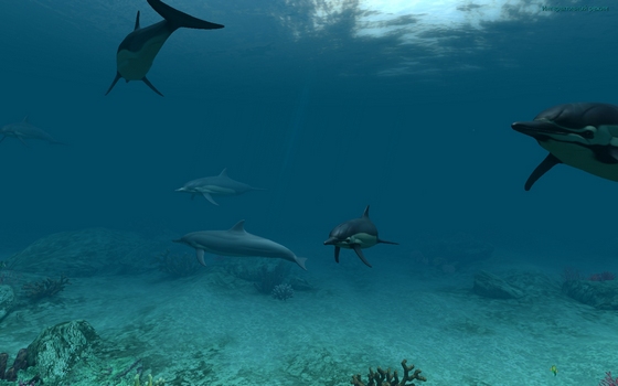 Dolphins 3D Screensaver